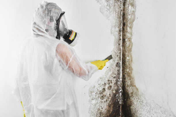 Best Mold Remediation  in Holmen, WI