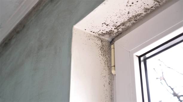 Best Commercial Mold Removal  in Holmen, WI