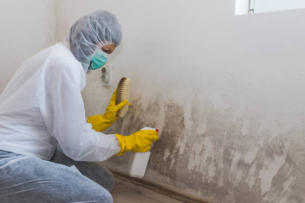Best Local Mold Removal Service  in Holmen, WI