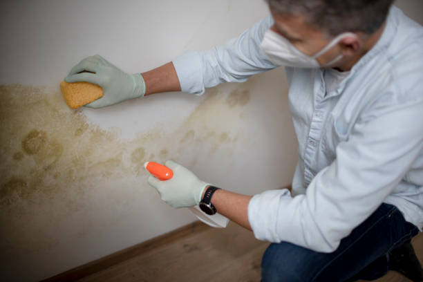 Best Professional Mold Removal  in Holmen, WI