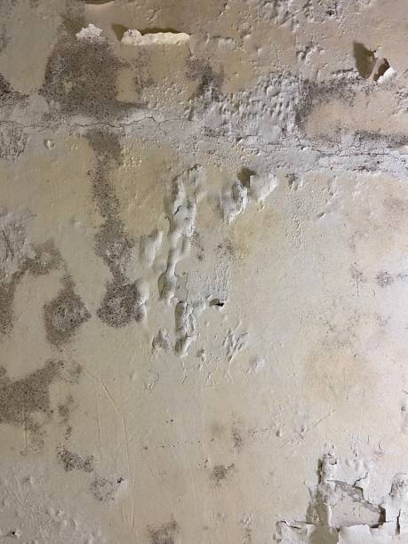 Mold Removal Process in Holmen, WI