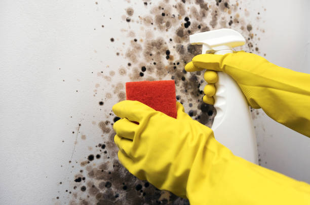 Best Certified Mold Removal  in Holmen, WI