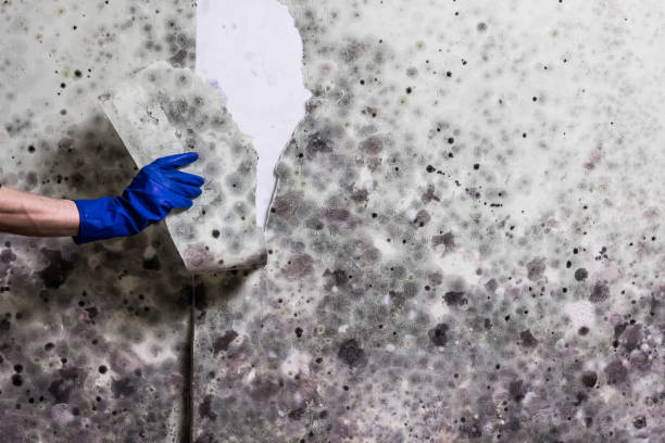 Best Mold Damage Repair  in Holmen, WI
