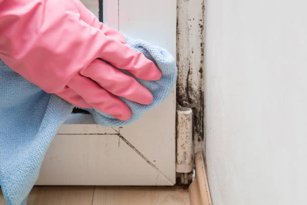 Best Office Mold Removal Services  in Holmen, WI